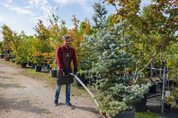 Why Choose Our Tree Removal Services in New Castle, DE?